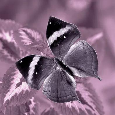 Falc Tablou pe pânză - Butterfly violet II., 30x30 cm