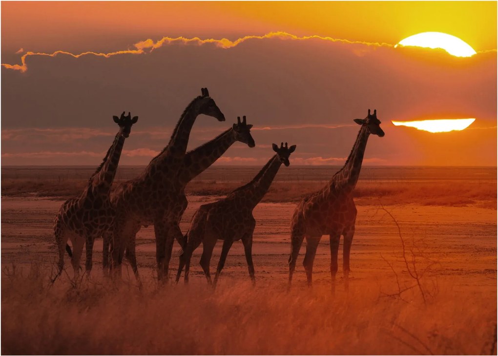 Tablou pe sticlă - Girafe în savana africană (70x50 cm)