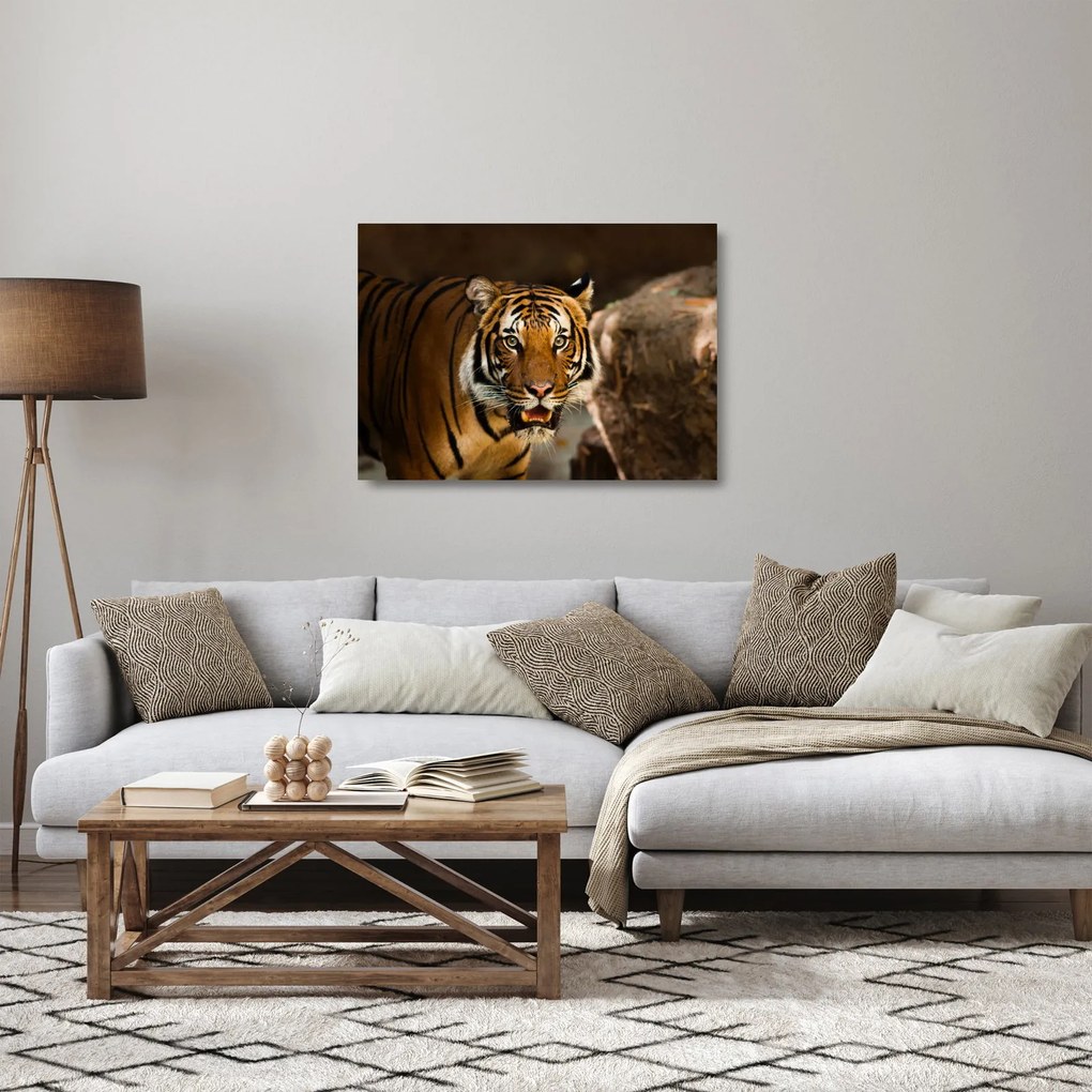 Tablou pe sticlă cu tigrul (70x50 cm)