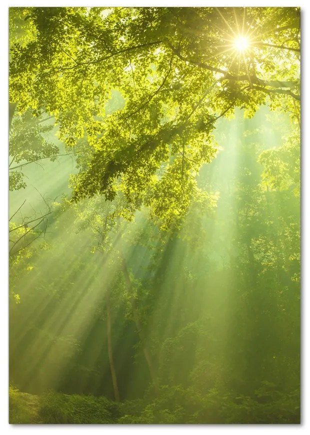 Imagine de sticlă Soare în pădure