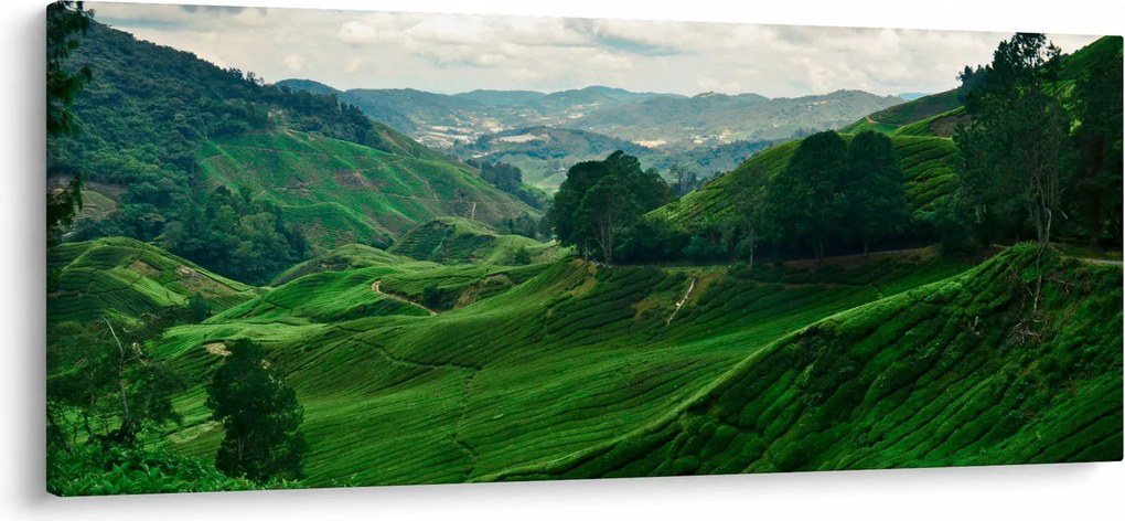 Tablou Plantații de ceai - Malaezia (120x50 cm)