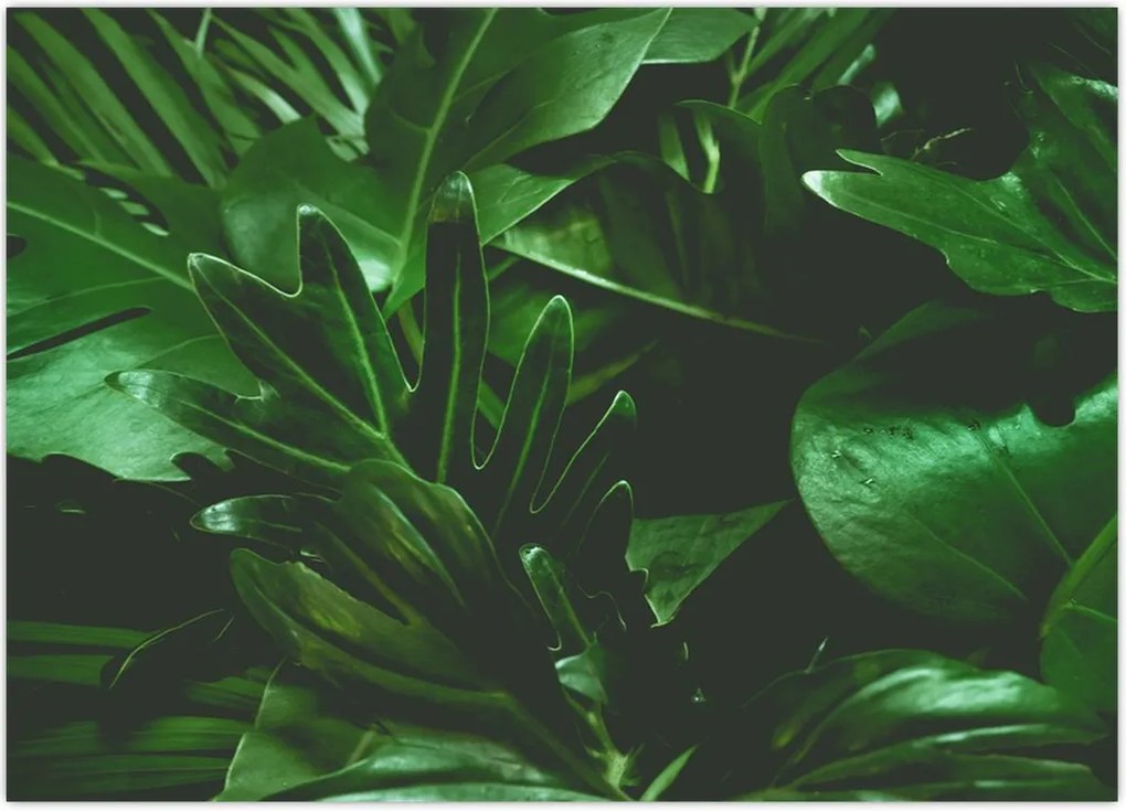 Tablou - Frunze de palmier (70x50 cm)