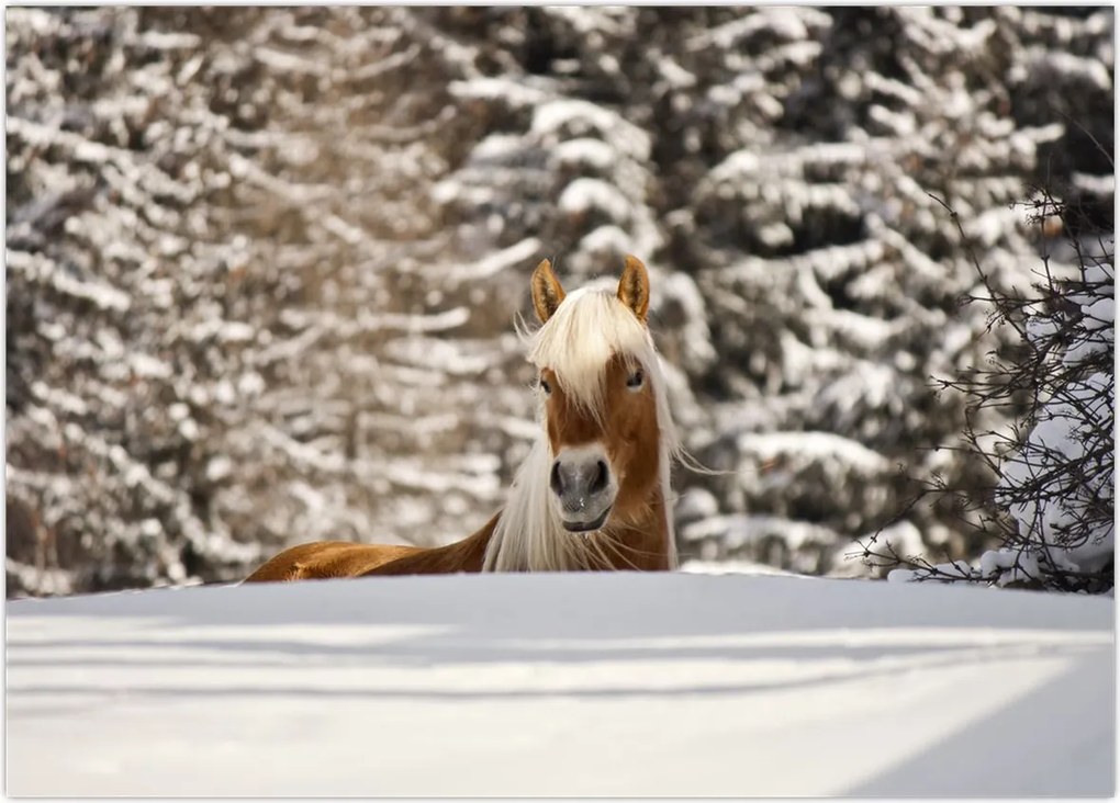 Tablou - Cal în peisaj de iarnă (70x50 cm)