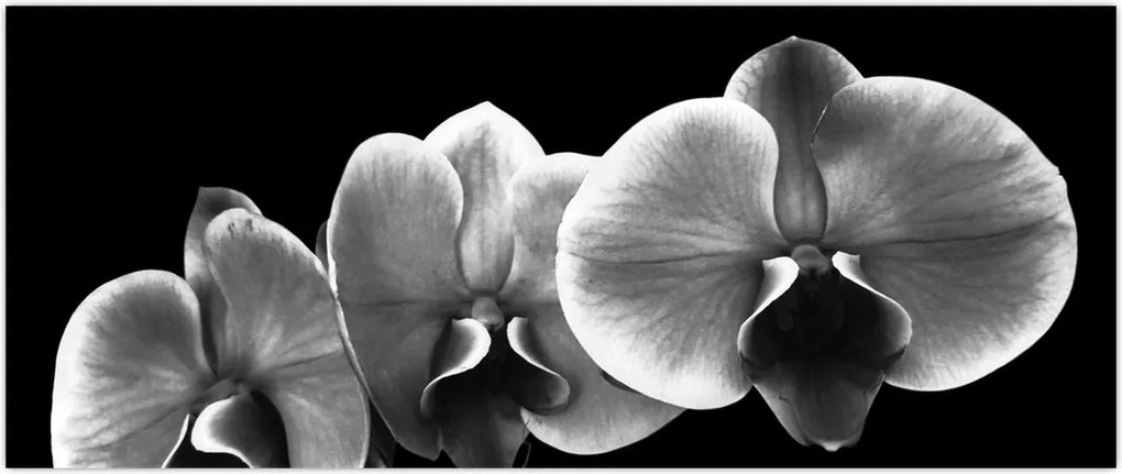 Tablou floare de orhidee (120x50 cm)