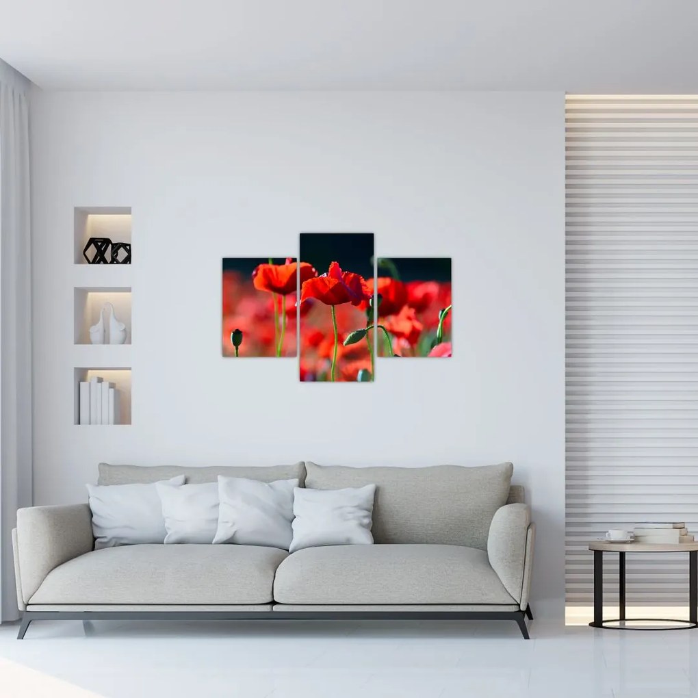 Tablou - flori de maci (90x60 cm)