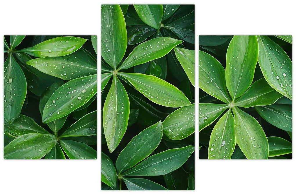 Tablou - Frunze cu picături de rouă (90x60 cm)