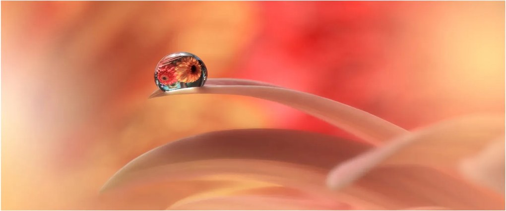 Tablou picăturii de rouă pe floare (120x50 cm)