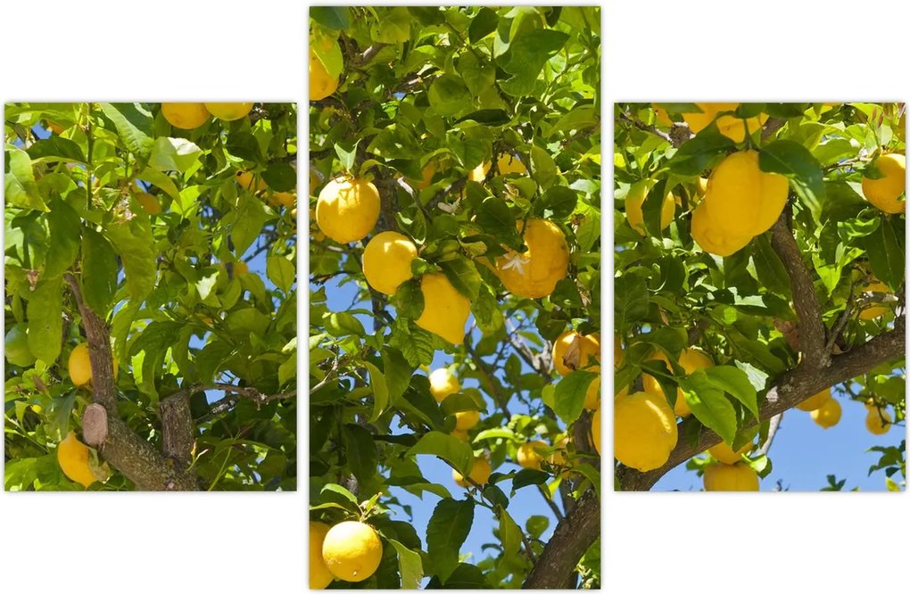 Tablou - Lămâiță (90x60 cm)