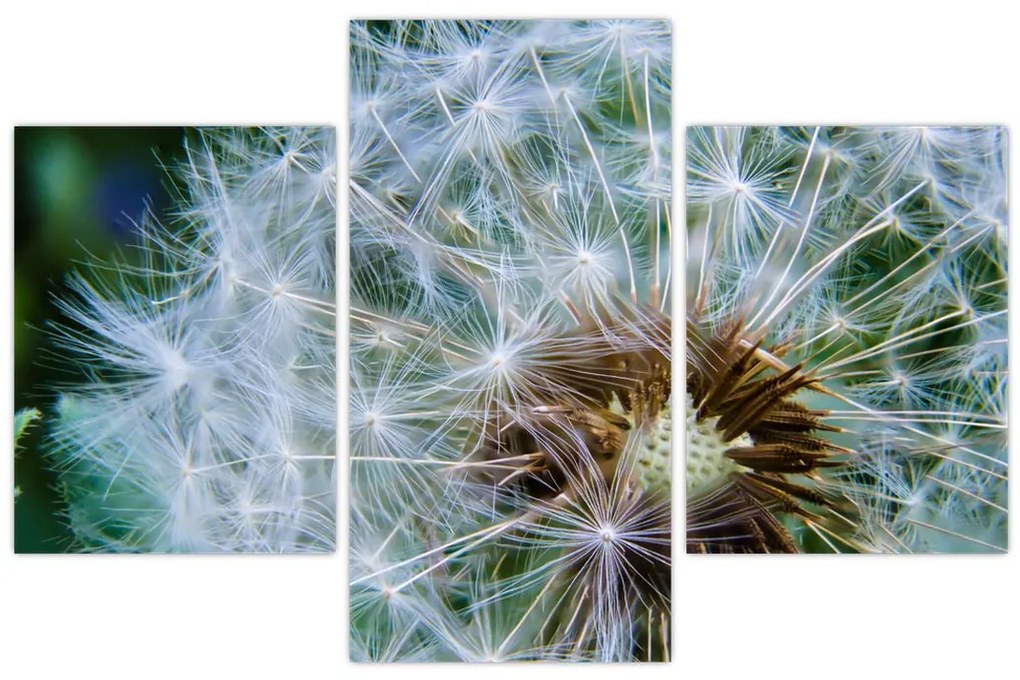 Tabloul cu păpădie desflorit (90x60 cm)