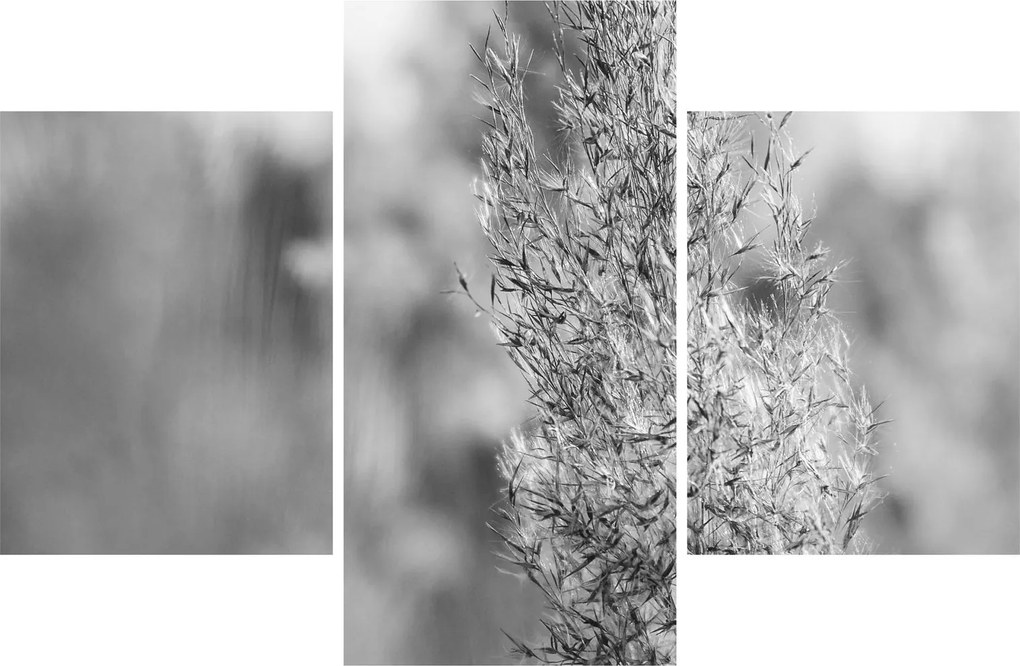 Tablou - Iarbă de pampas Boho (90x60 cm)