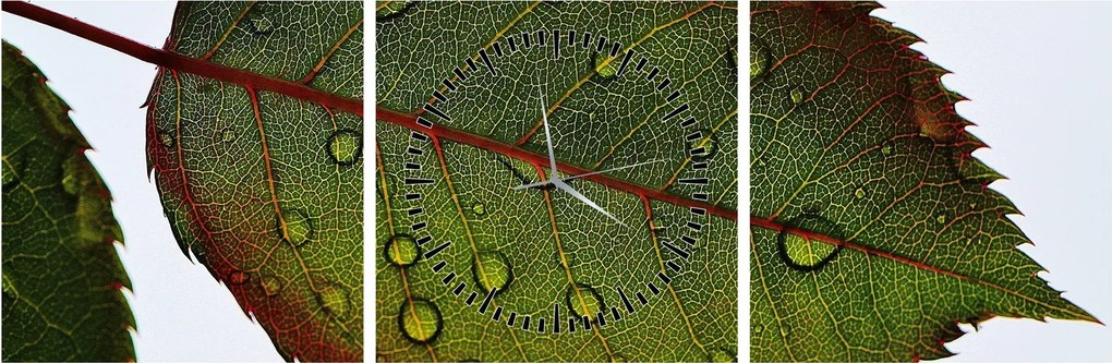 Tablou - Frunze de trandafir (cu ceas) (90x30 cm)