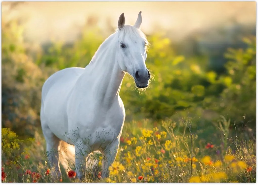 Tablou - Cal alb în poină (70x50 cm)