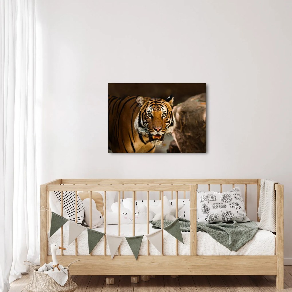 Tablou cu tigrul (70x50 cm)