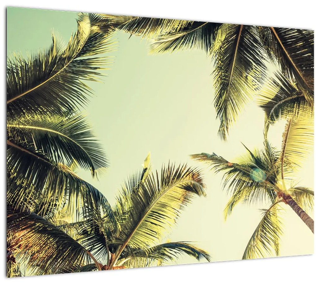 Tablou - Palmieri de cocos (70x50 cm)