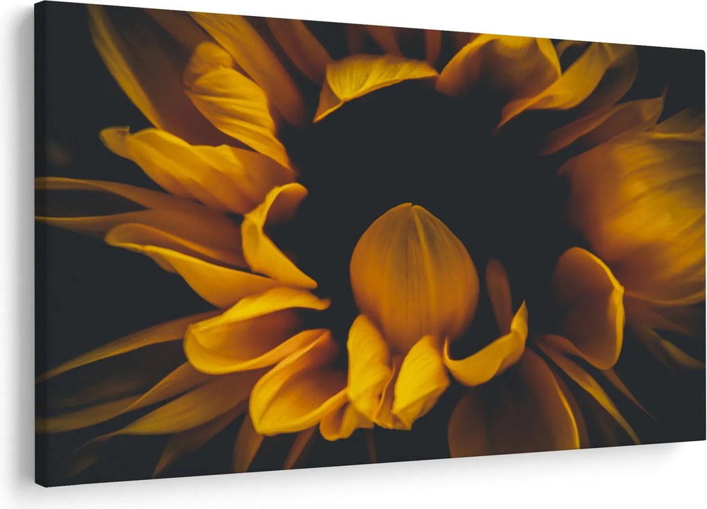 Tablou - Floarea-soarelui în fundal negru (90x60 cm)