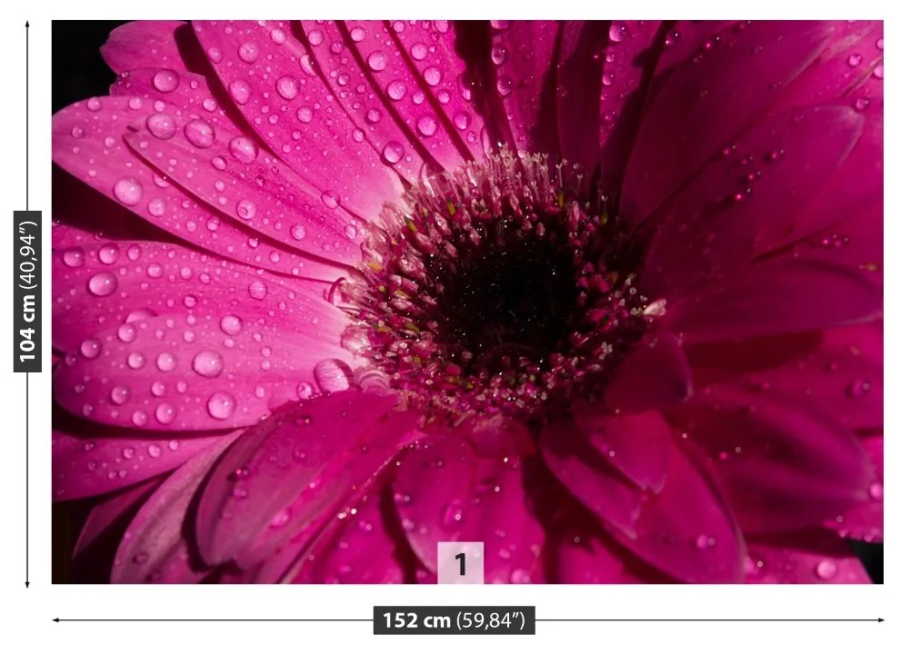 Fototapet Purple Gerbera