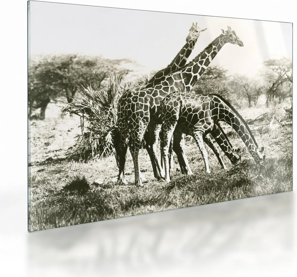 Tablou pe sticlă - Girafe, de epocă (70x50 cm)