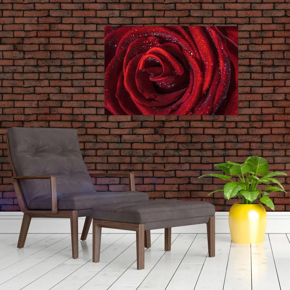 Tablou - Trandafir roșu cu picături de rouă (90x60 cm)