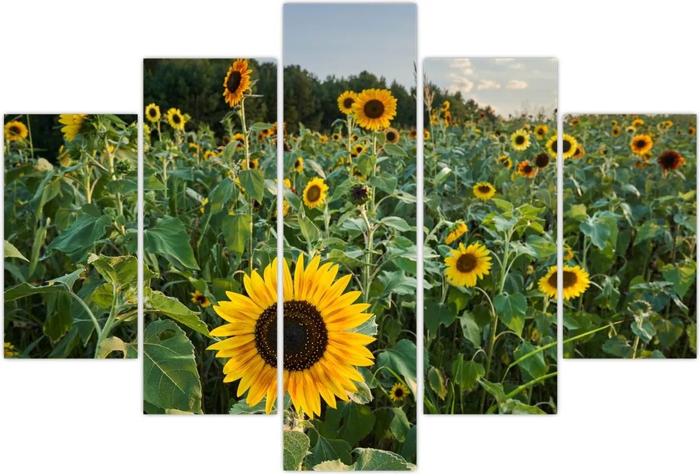 Tablou - Câmpul de floarea-soarelui II. (150x105 cm)