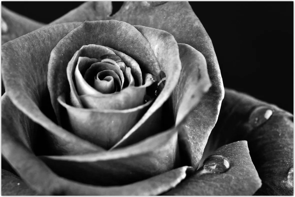 Tablou - Trandafir,alb-negru (90x60 cm)