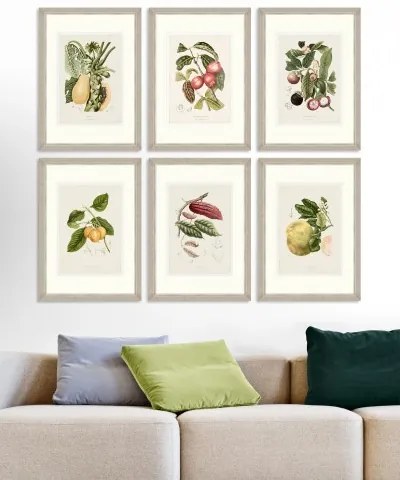 Tablou 6 piese Framed Art Vintage Fruit Plates