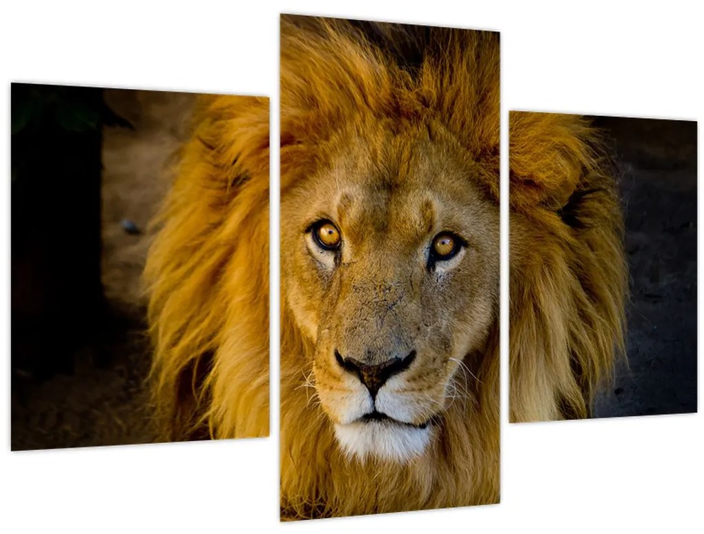 Tablou - Portret de leu (90x60 cm)