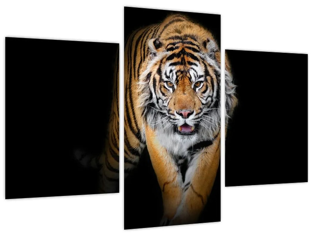 Tablou - Tiger (90x60 cm)
