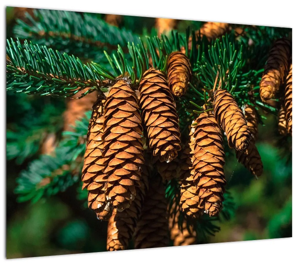 Tablou cu con de brad (70x50 cm)