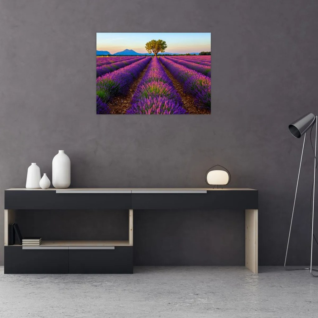 Tablou - Câmp de lavandă (70x50 cm)