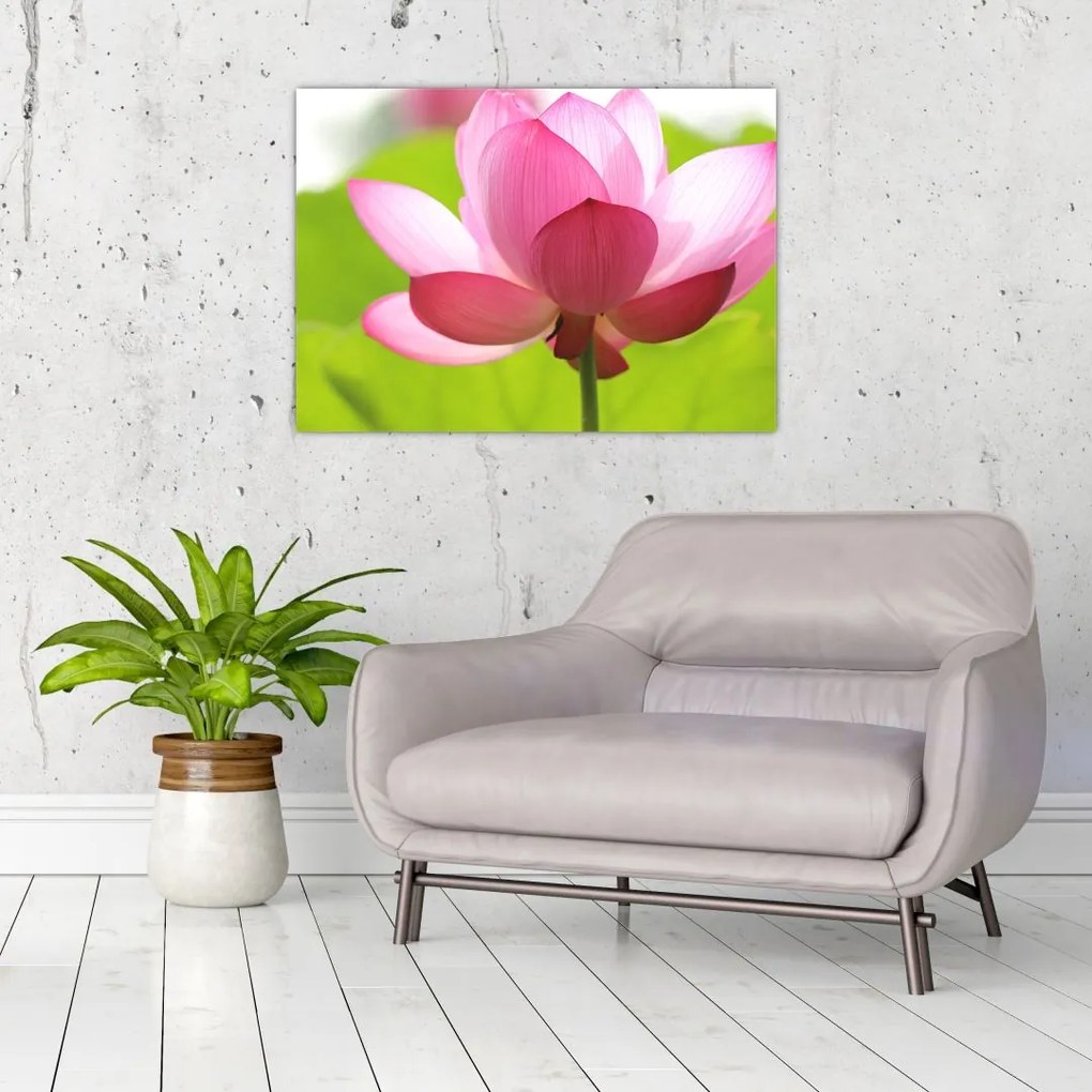 Tablou cu flori de lotus (70x50 cm), în 40 de alte dimensiuni noi