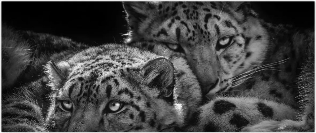 Tablou - Gheparzi care se odihnesc (120x50 cm)