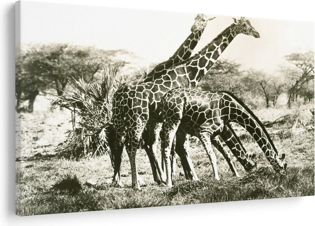 Tablou - Girafe, de epocă (90x60 cm)
