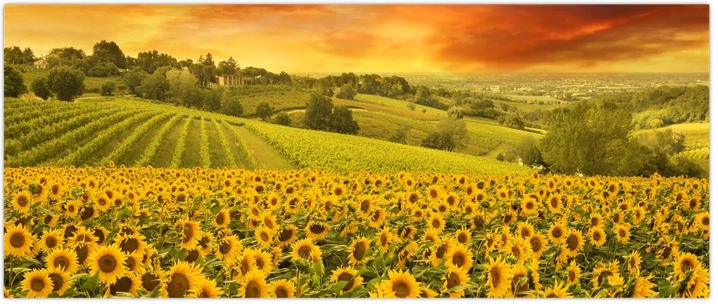 Tablou - Câmp de floarea-soarelui (120x50 cm)