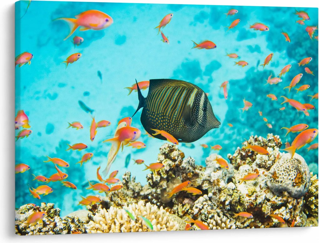 Tablou lumii submarine (70x50 cm)