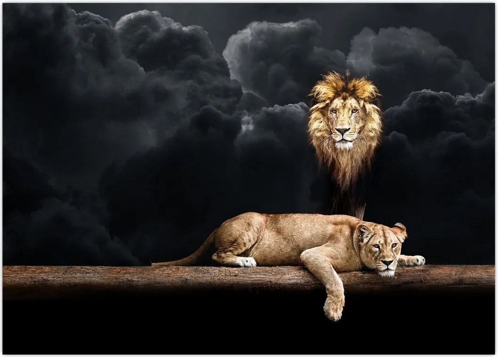 Tablou - Leu și leoaică (70x50 cm)