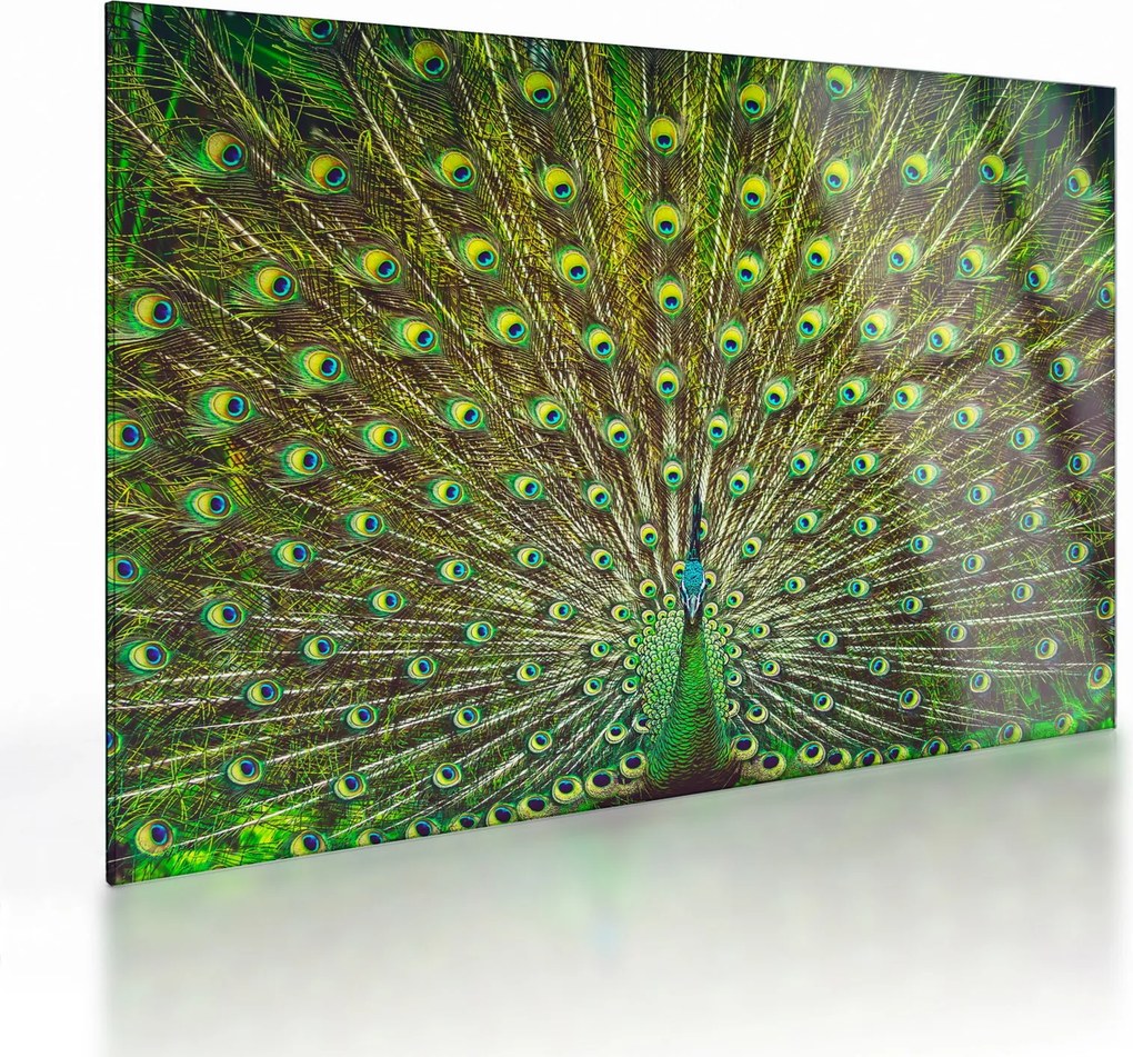 Tablou pe sticlă - Peacock (70x50 cm)