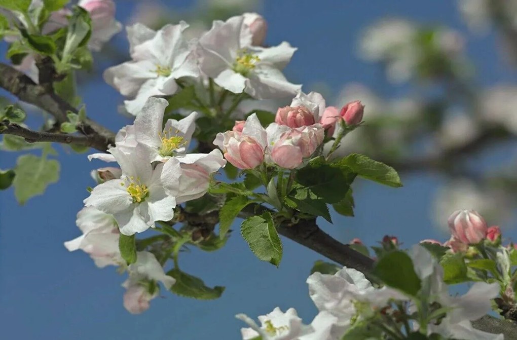 Fototapet floral Primavera