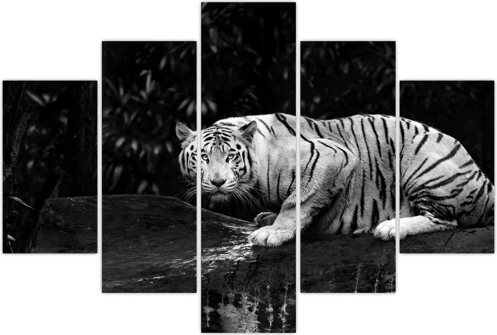 Tablou - Tigru alb, alb-negru (150x105 cm)