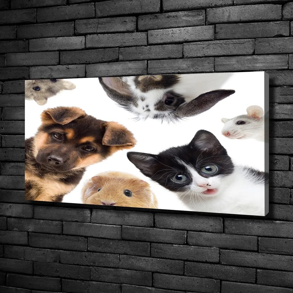 Print pe canvas Animale de companie