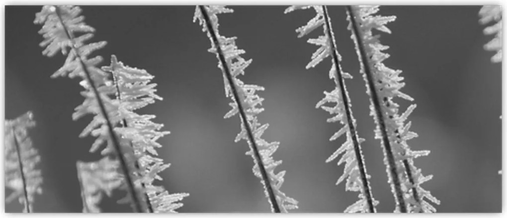 Tablou - Frig de îngheț (120x50 cm)