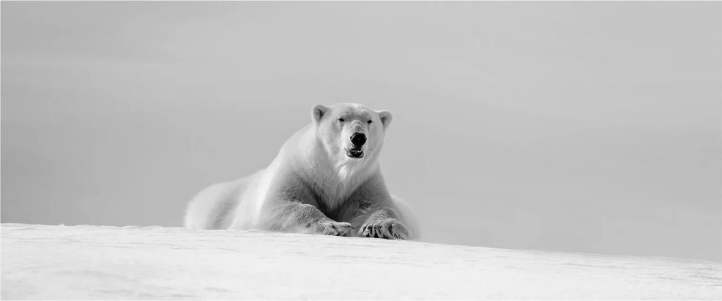Tablou - Ursul polar (120x50 cm)