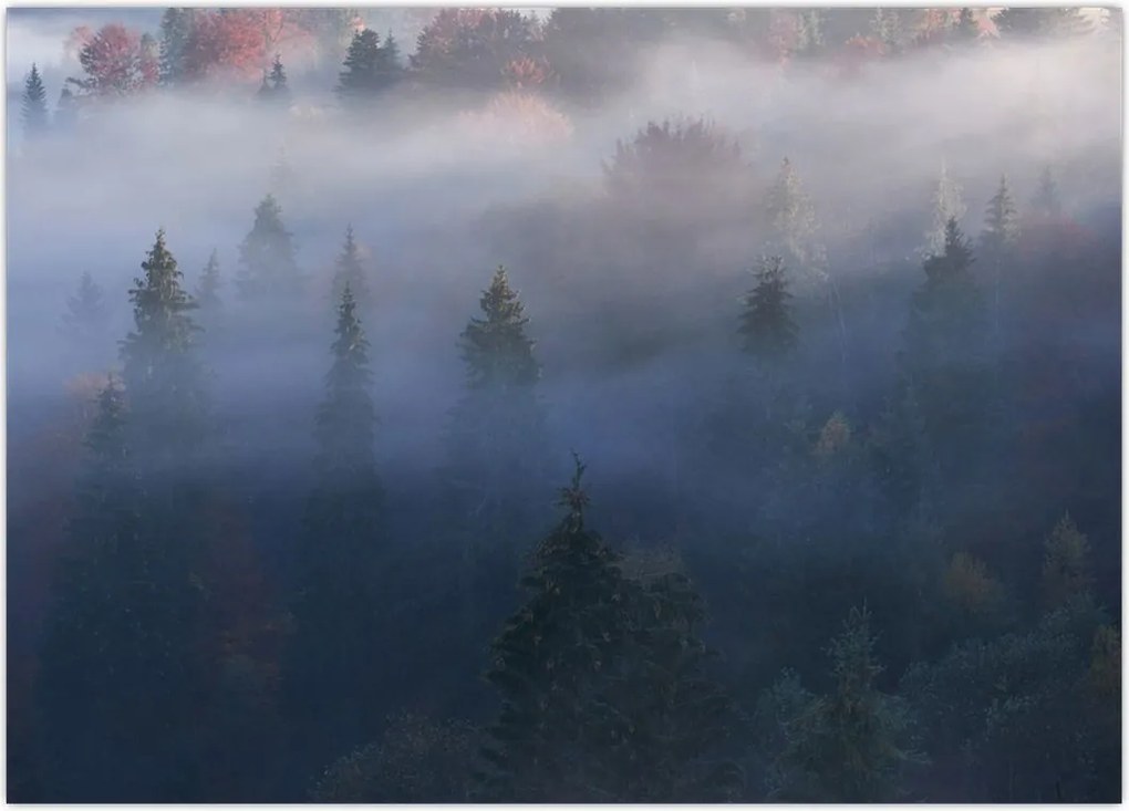 Tablou - Pădure în ceță, Carpați, Ucraina (70x50 cm)