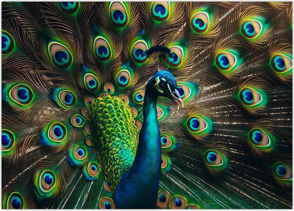 Tablou – Păun (70x50 cm)