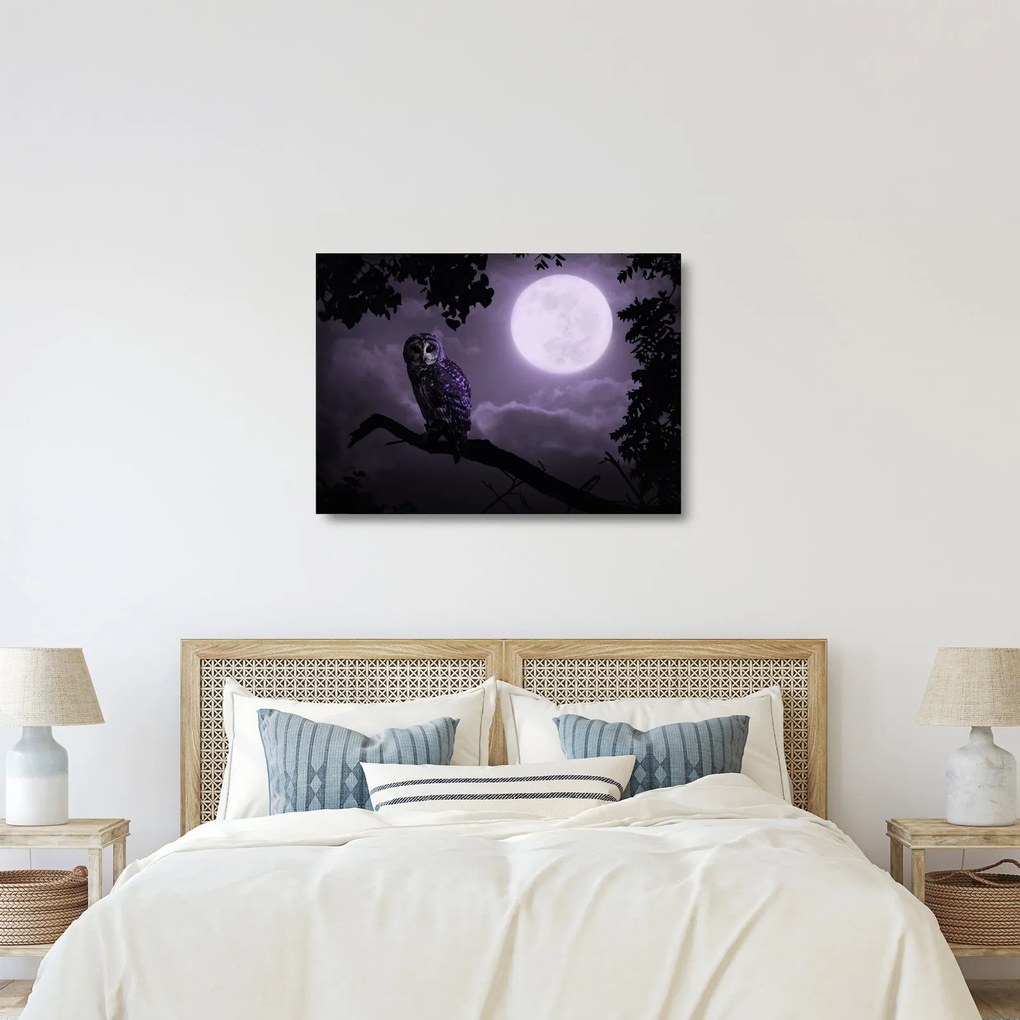 Tablou pe sticlă - Bufniță de noapte, violet (70x50 cm)