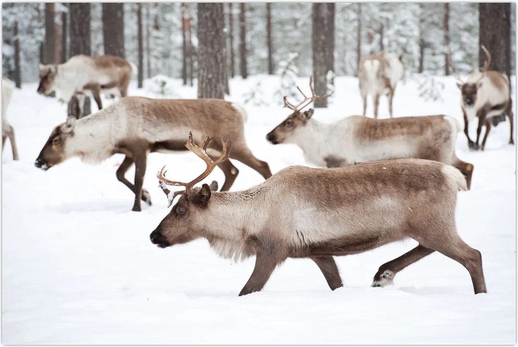 Tablou - Renul (90x60 cm)