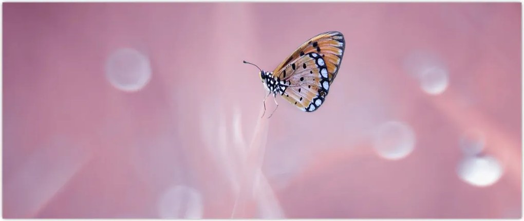 Tablou - Fluturele (120x50 cm)