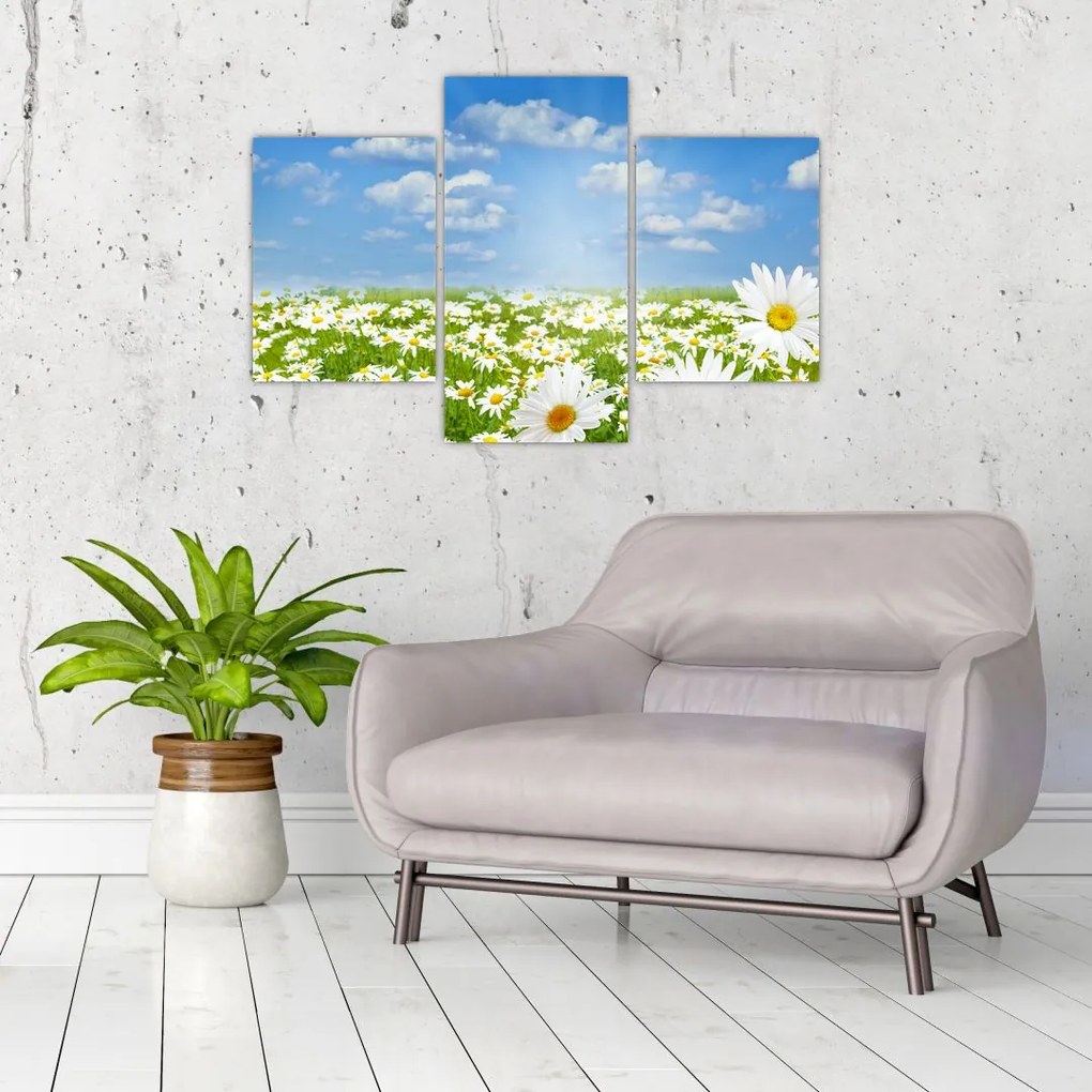 Tablou cu luncă înflorită cu margarete (90x60 cm)