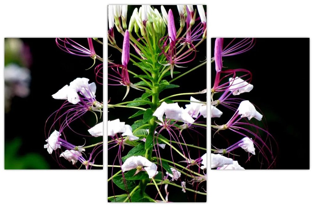Tablou cu floare (90x60 cm)