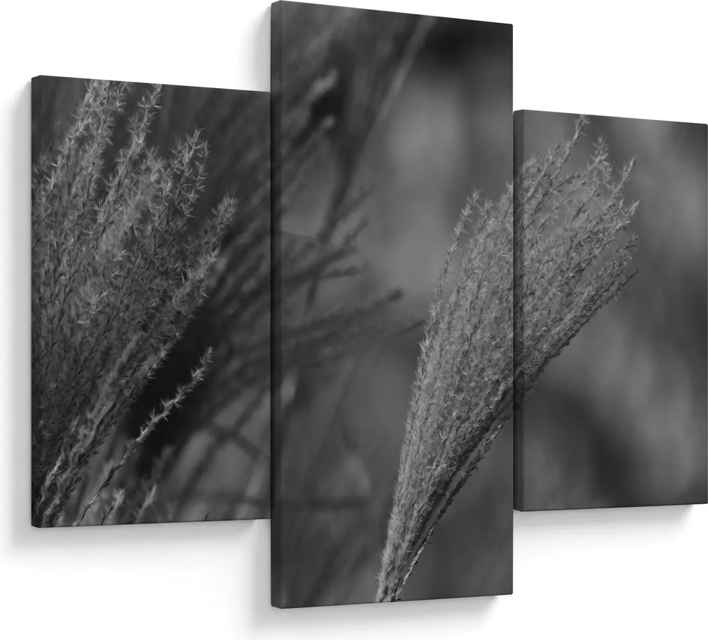 Tablou - Iarbă de pampas uscată (90x60 cm)