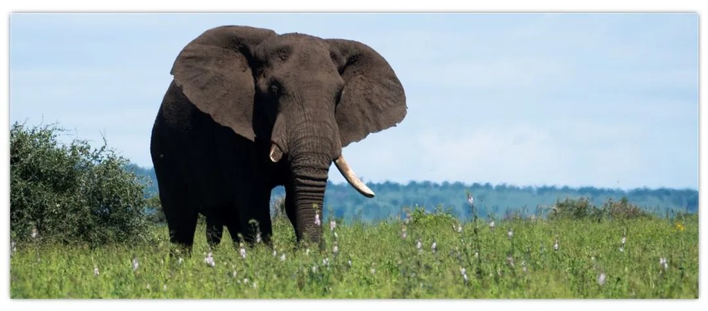 Tablou cu elefant (120x50 cm)